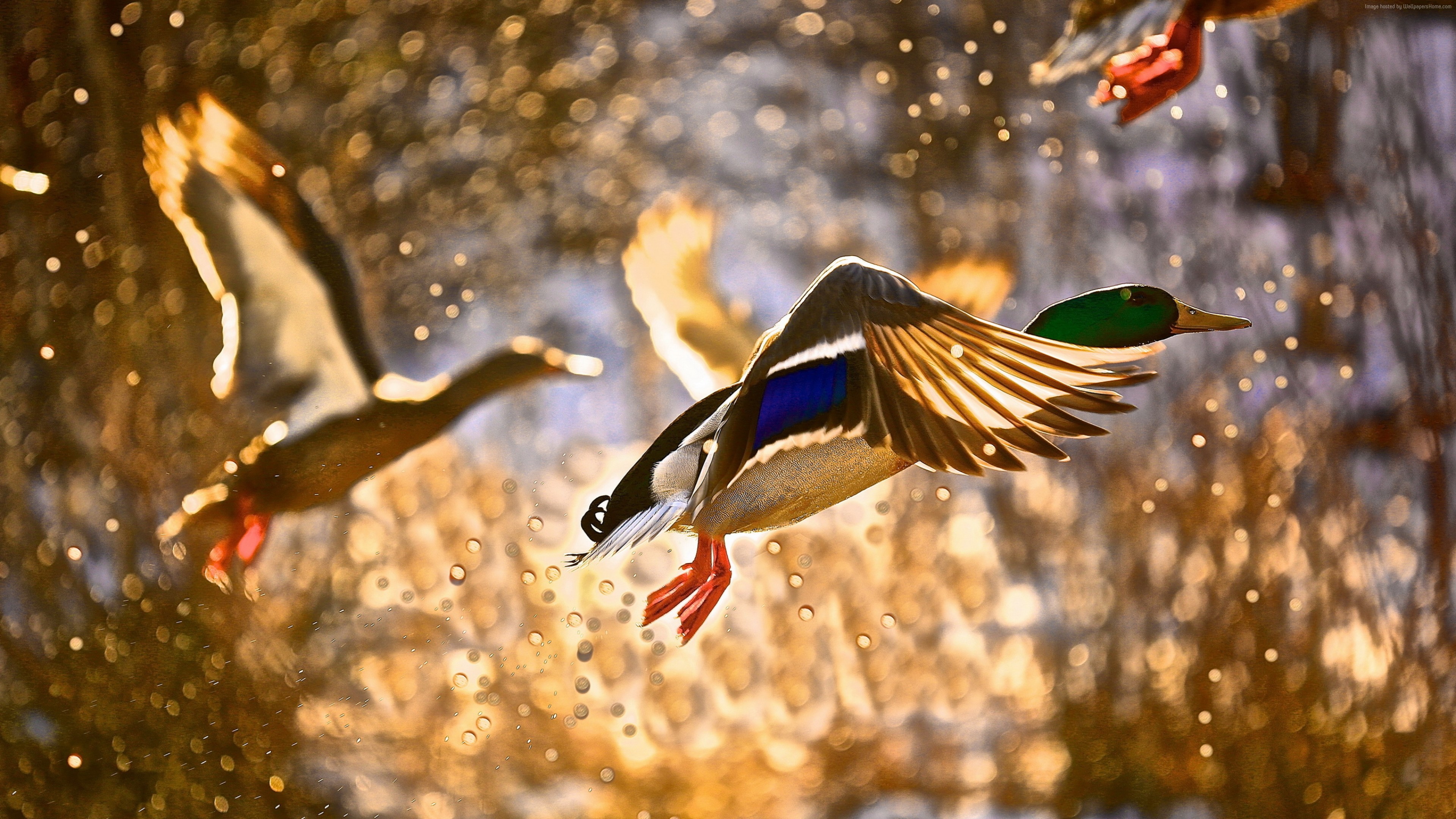 Wallpaper Duck, flight, drops, sun, Animals